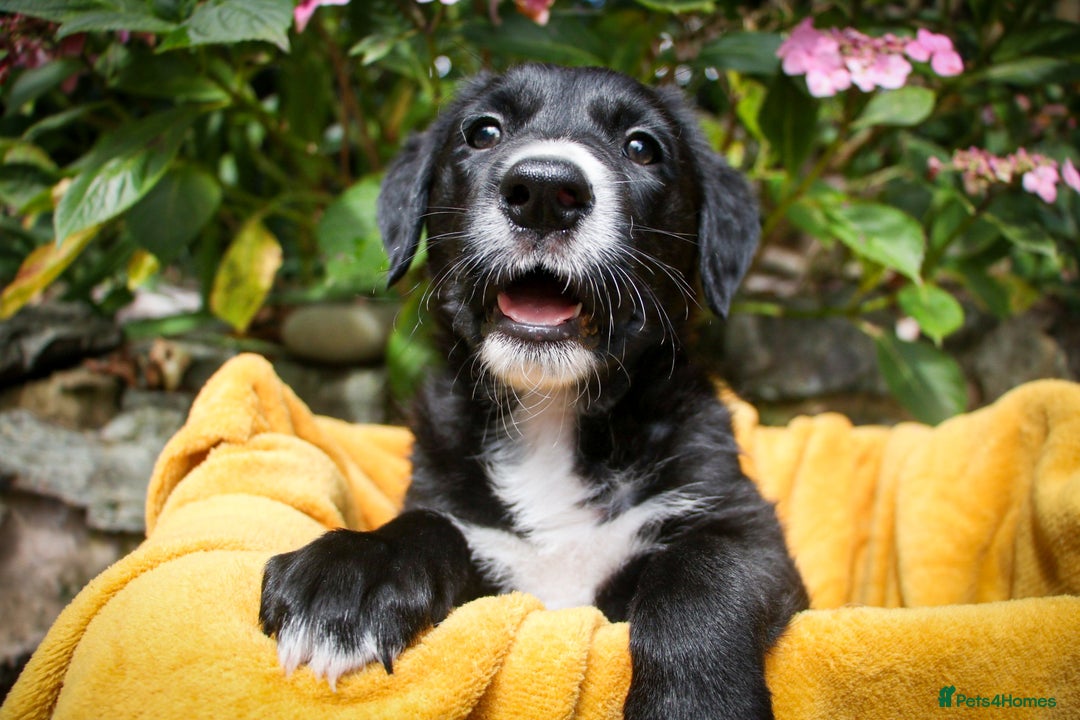 Mixed Breed dogs for sale: 3 x Border collie cross retriever pups - Image 12
