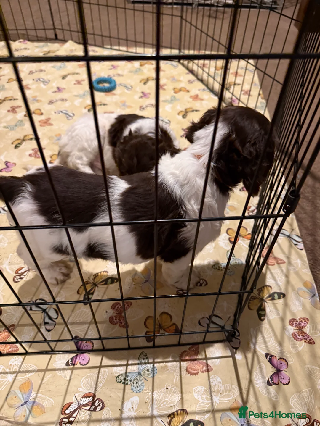English Springer Spaniel dogs for sale: English springer spaniels  - Advert 4