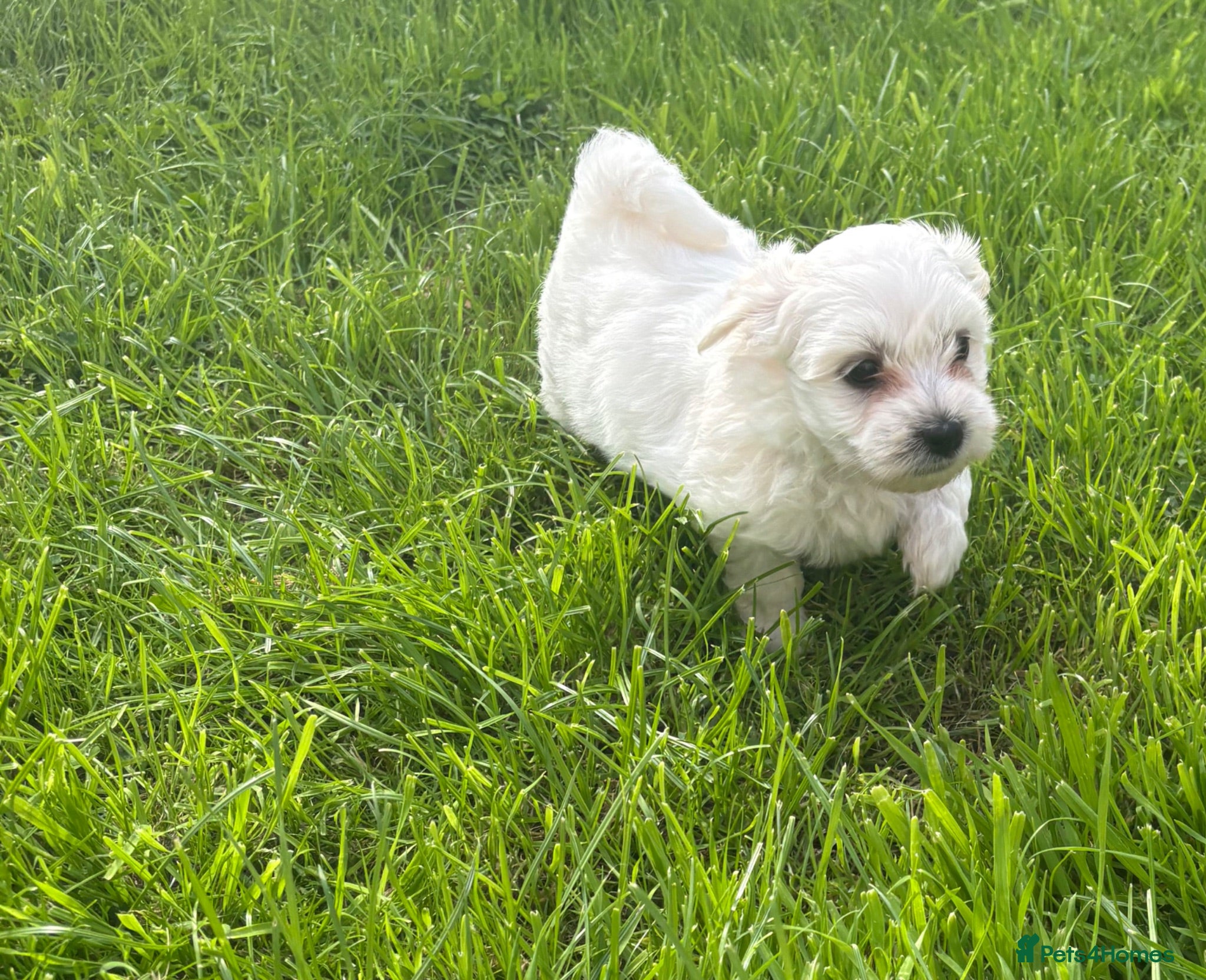 Maltese dogs Maltese puppies - Advert 5