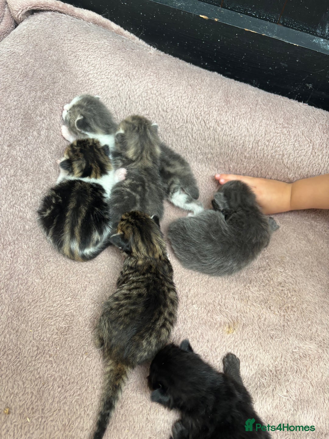 Mixed Breed cats for sale: Kittens  - Image 5