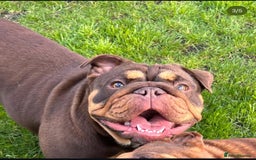 English Bulldog dogs for sale: Beautiful english bulldog  - Advert 5