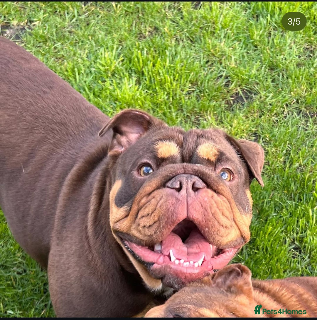 English Bulldog dogs for sale: Beautiful english bulldog  - Advert 5