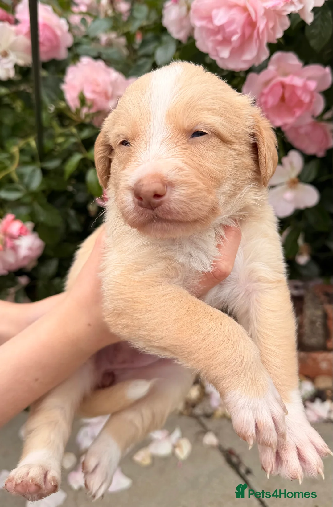 Australian Labradoodle dogs for sale: Australian double doodle puppies  - Advert 30