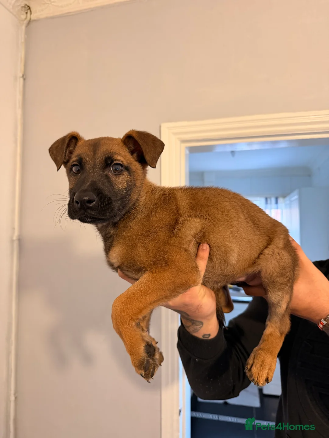 Belgian Shepherd Dog dogs for sale: Belgium malinois puppy - Advert 2