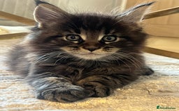 Maine Coon cats for sale: Beautiful Maincoon  - Image 9