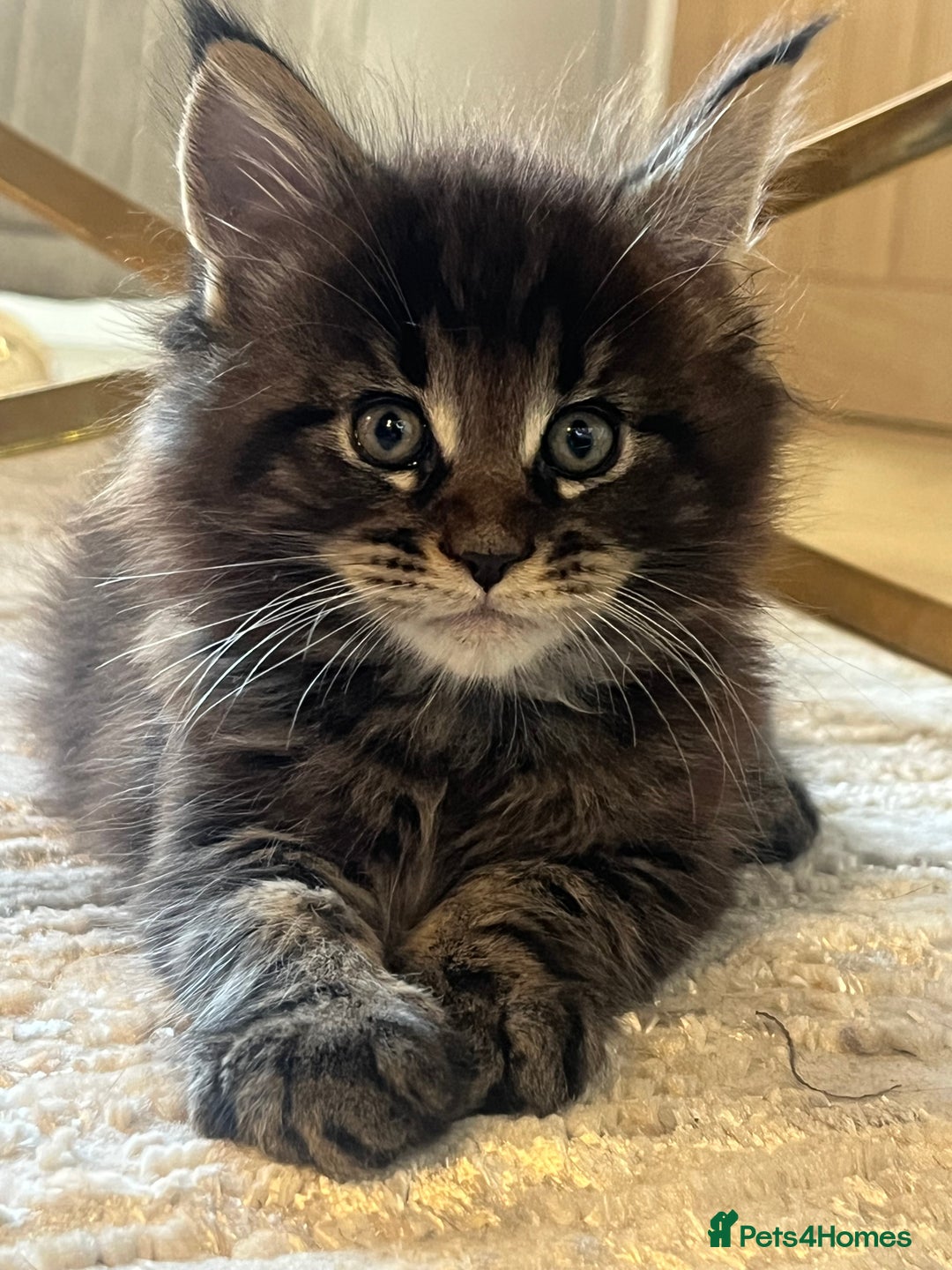 Maine Coon cats for sale: Beautiful Maincoon  - Image 9