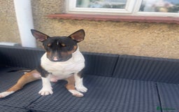 English Bull Terrier dogs for sale: English Bull Terrier - Image 16