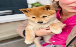 Japanese Shiba Inu dogs for sale: KC reg Japanese Shiba Inu puppies  - Image 16