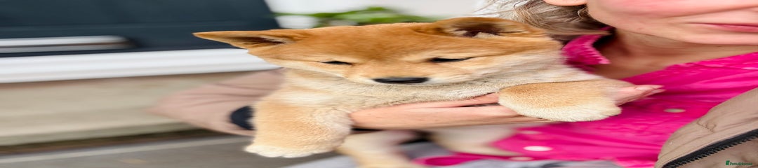 Japanese Shiba Inu Puppy 4