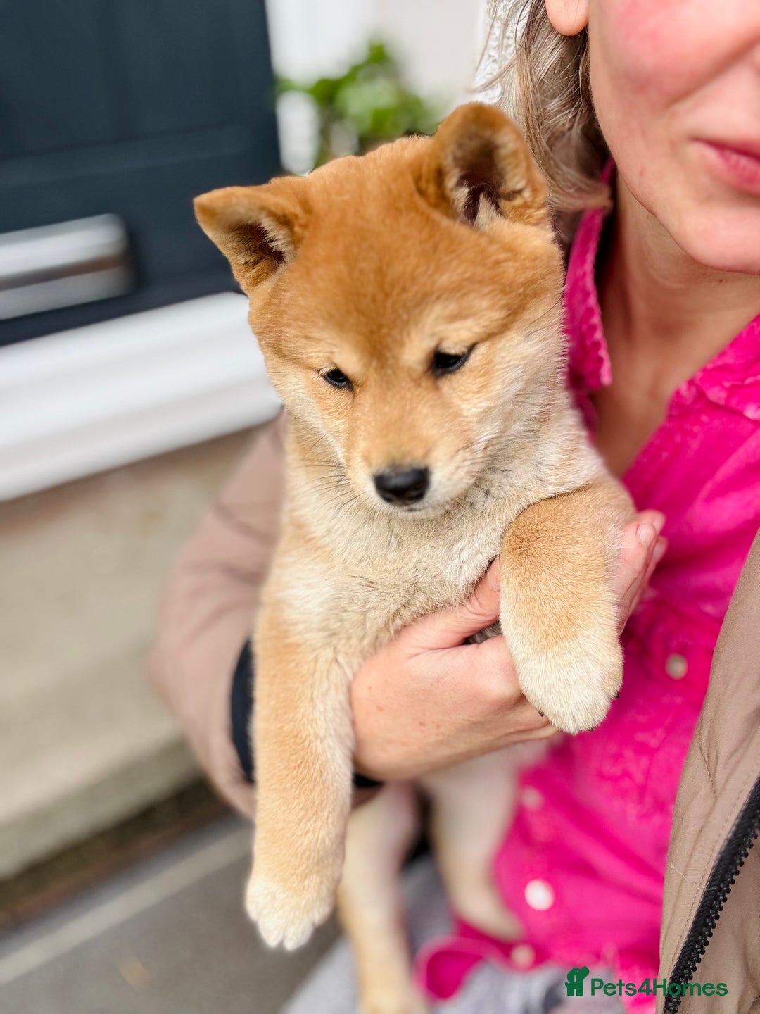 Japanese Shiba Inu dogs for sale: KC reg Japanese Shiba Inu puppies  - Image 16