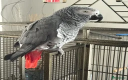 Parrots birds for sale: Super Sweet friendly African Grey Tamed-handfed - Image 4