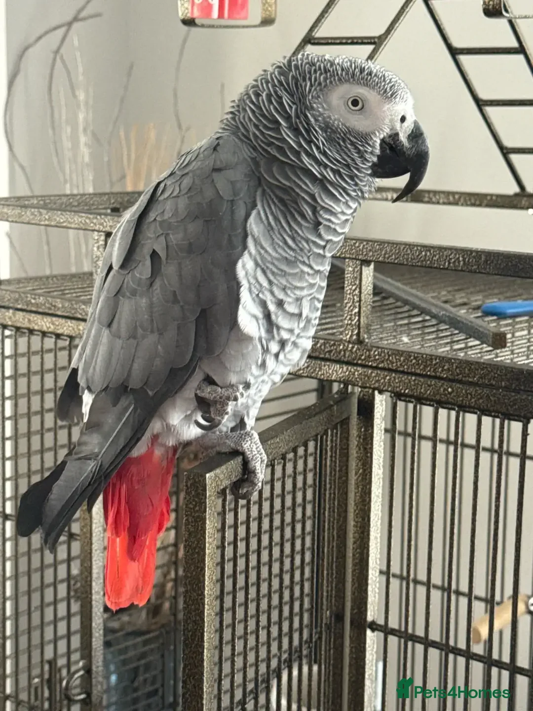 Parrots birds for sale: Super Sweet friendly African Grey Tamed-handfed - Image 4