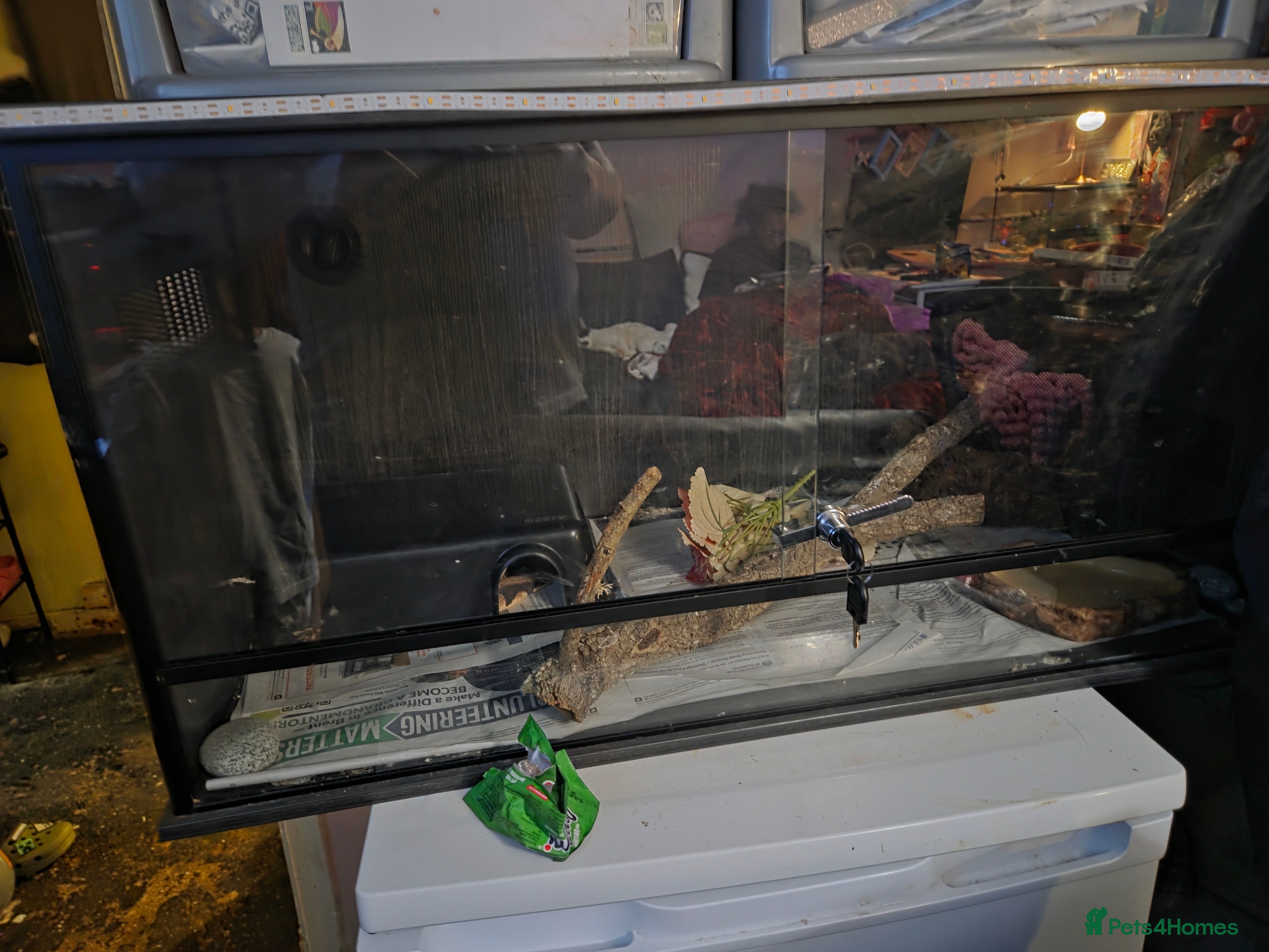 Python Snake reptiles 2 female royal pythons with 3ft vivarium - Advert 21