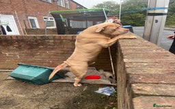 Presa Canario dogs for sale: Male cane corso cross in Chester-le-Street - Image 2