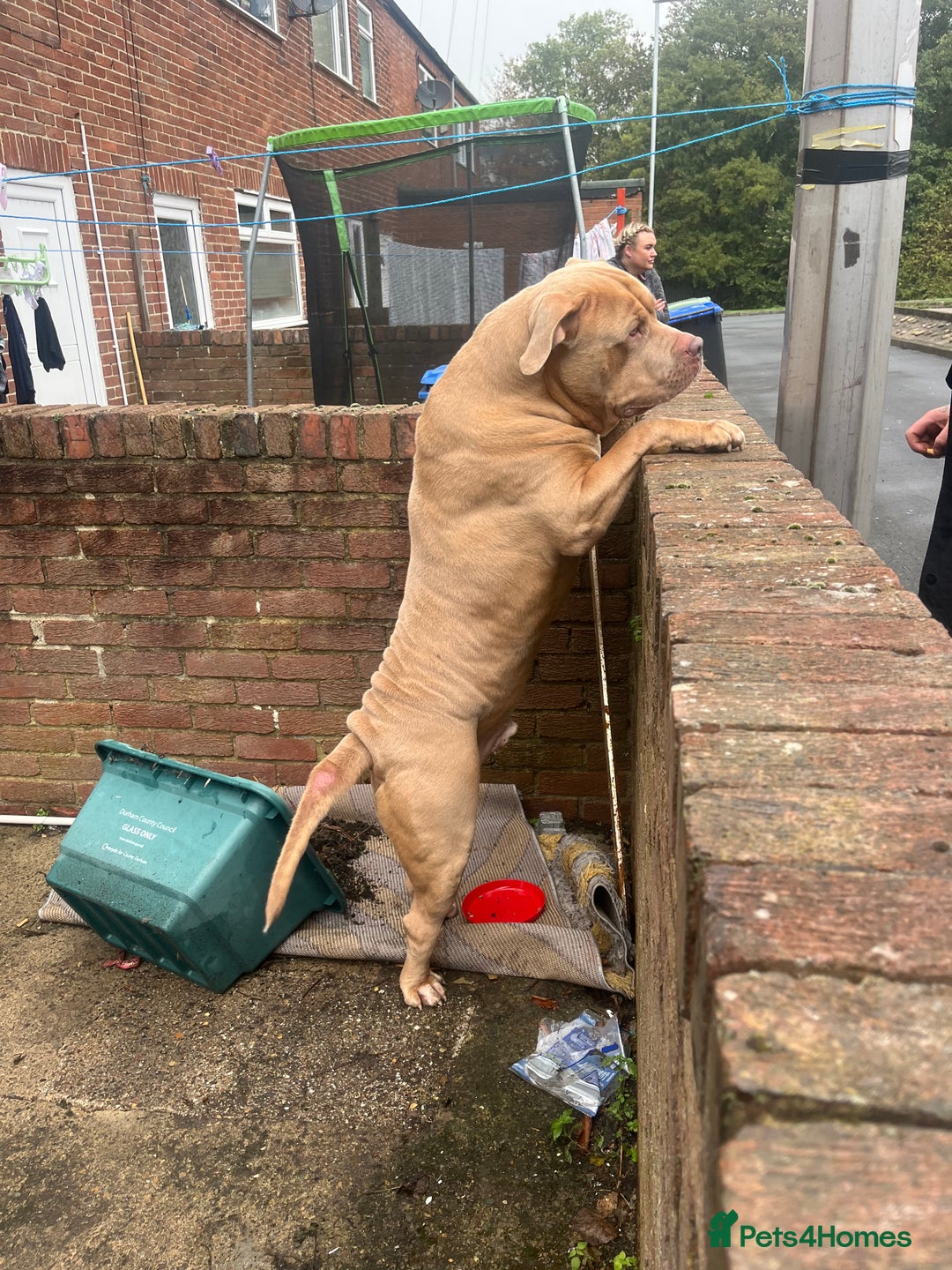 Presa Canario dogs for sale: Male cane corso cross in Chester-le-Street - Image 2