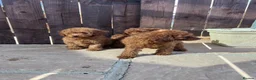 Toy Poodle dogs for sale: DNA health tested Toy Poodles  - Advert 4