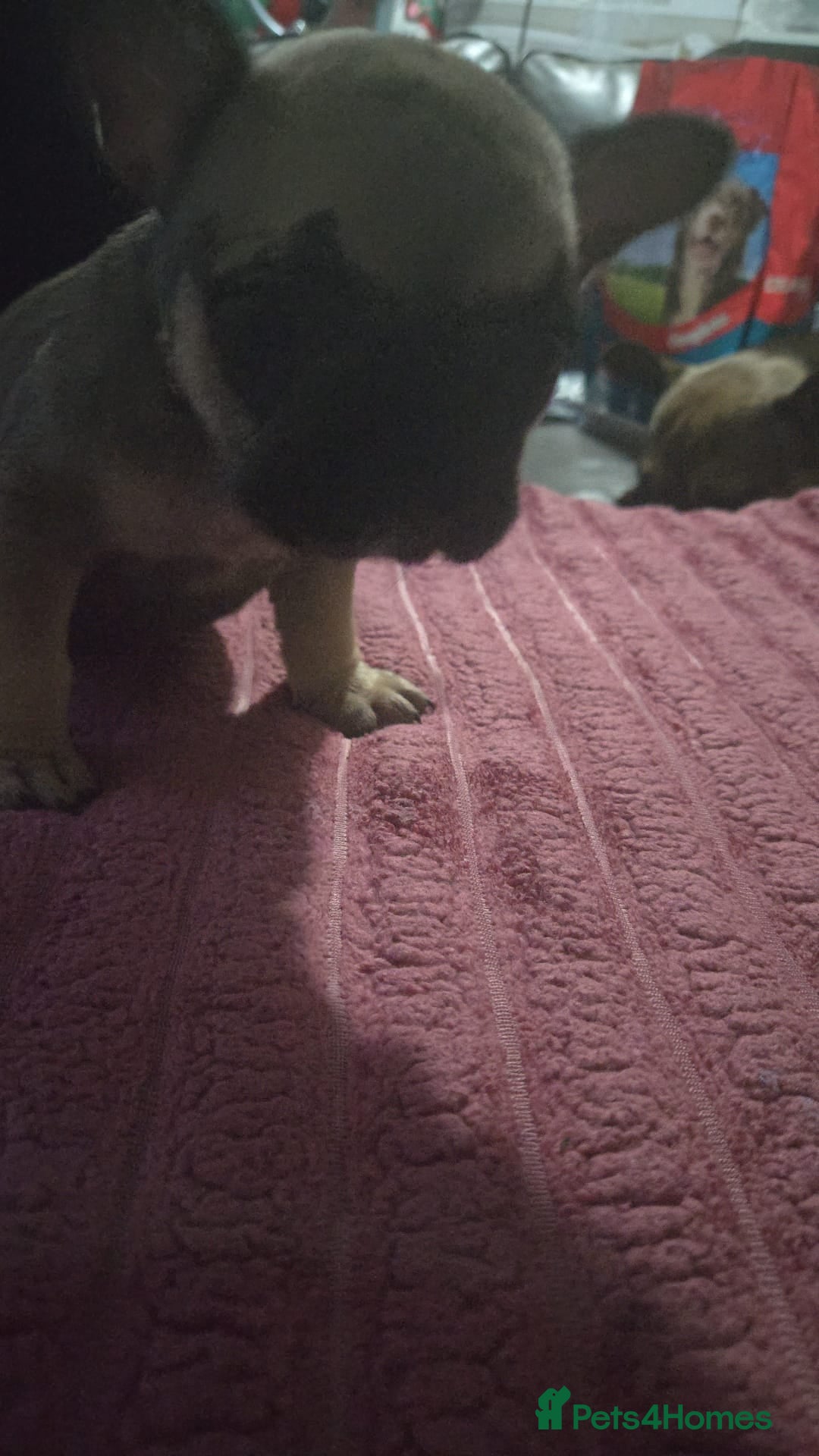 French Bulldog dogs for sale: French bull dog Puppies - Image 25