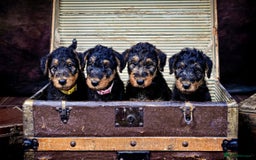 Airedale Terrier dogs for sale: KC Airedale Waitlist🌟🐾 - Image 9