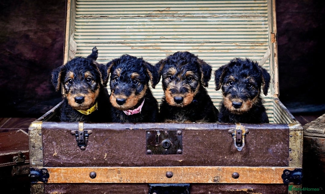 Airedale Terrier dogs for sale: KC Airedale Waitlist🌟🐾 - Image 9