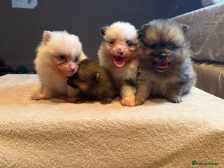 Pomeranian dogs 🐾 Adorable Merle Pomeranian Puppies for Sale 🐾 - Advert 3