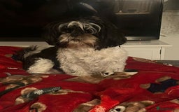 Shih Tzu dogs for sale: Shih Tzu  - Advert 23