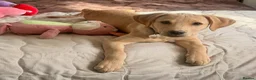 Labrador Retriever dogs for sale: Luna - Labrador Retriever KC Registered  - Advert 3