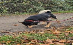 Mixed Breed dogs for adoption: BRILLIANT BERTIE - Image 12