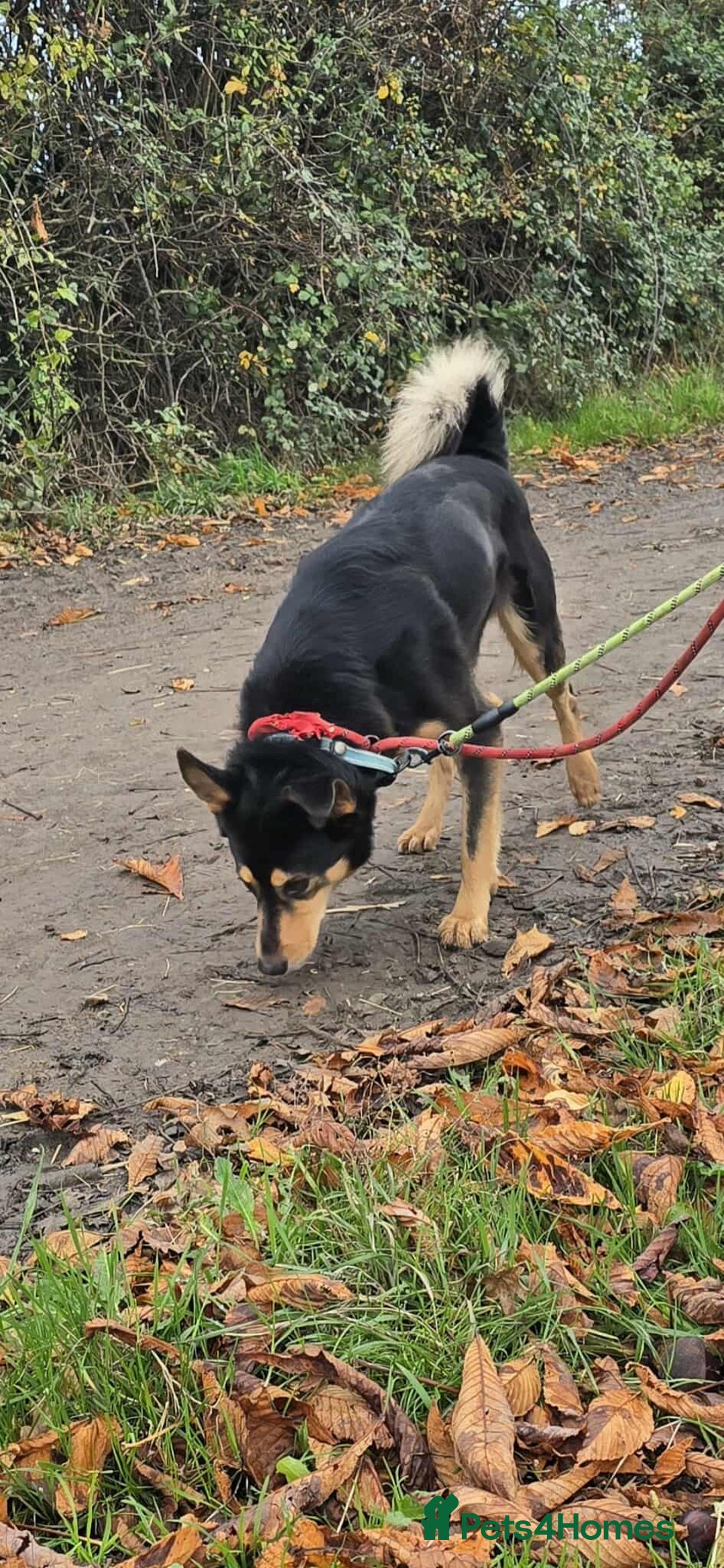 Mixed Breed dogs for adoption: BRILLIANT BERTIE - Image 12
