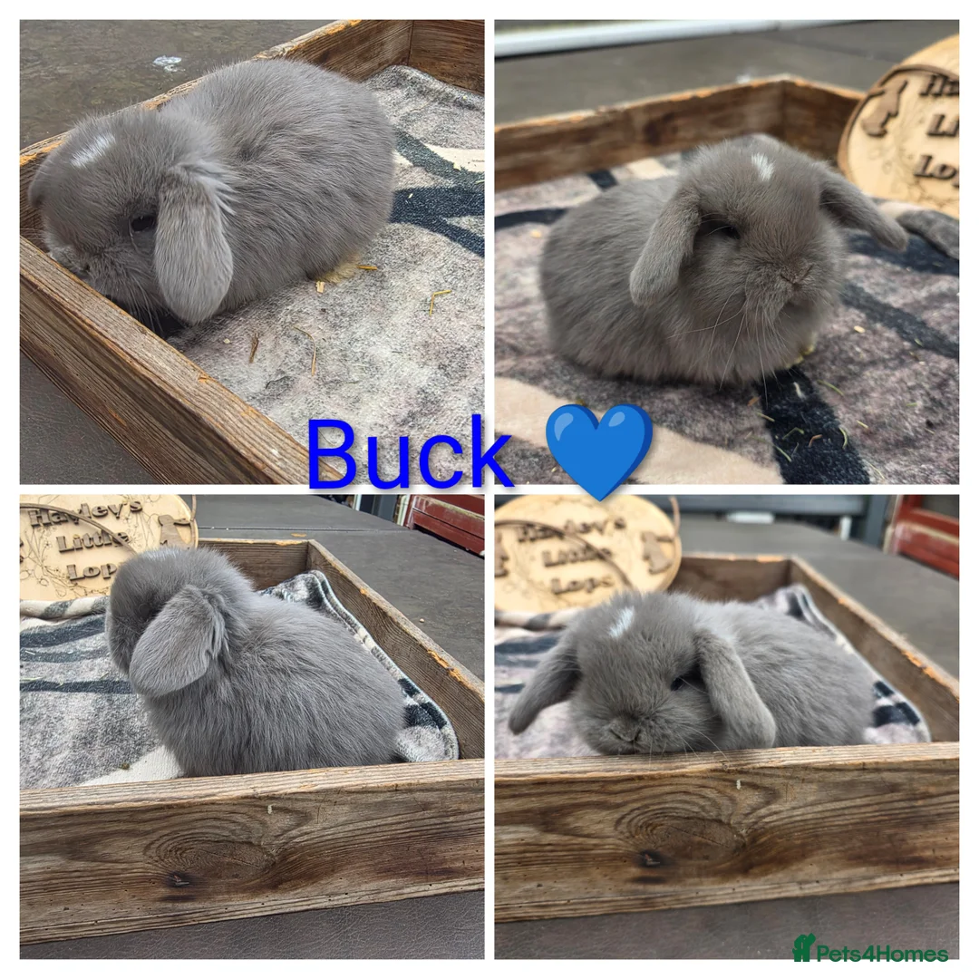 Mini Lop rabbits for sale: Gorgeous pure breed mini lops  - Advert 1