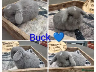 Mini Lop rabbits Gorgeous pure breed mini lops - Advert 7