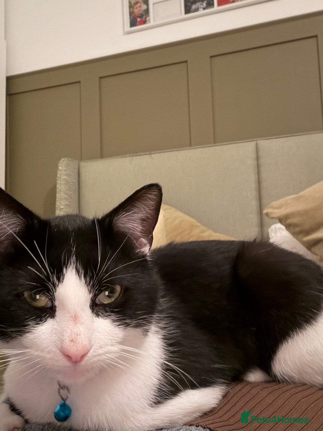 Mixed Breed cats for sale: Black and white 18 month old male  - Advert 5