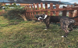 Mixed Breed dogs for sale: American bully x puppies - Advert 1