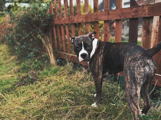 Mixed Breed dogs American bully x puppies - Advert 11