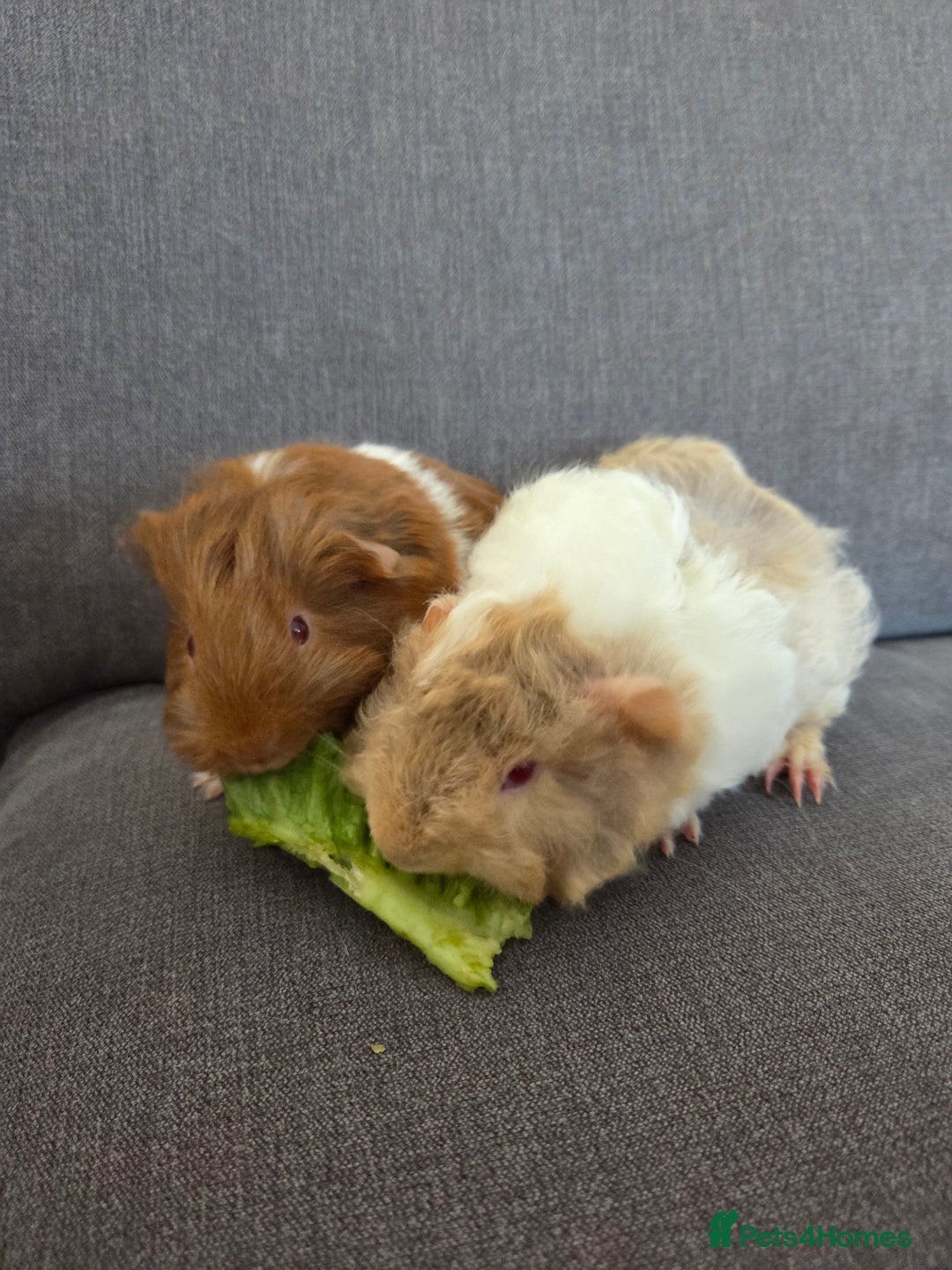 Guinea Pig rodents for sale: Beautiful lilac guinea pigs - Image 4