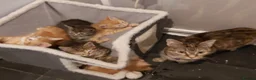 Mixed Breed cats for sale: 4 mixed kittens ready for loving homes - Advert 5