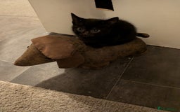 Domestic Shorthair cats for sale: Two black female kittens ready to leave - Image 1