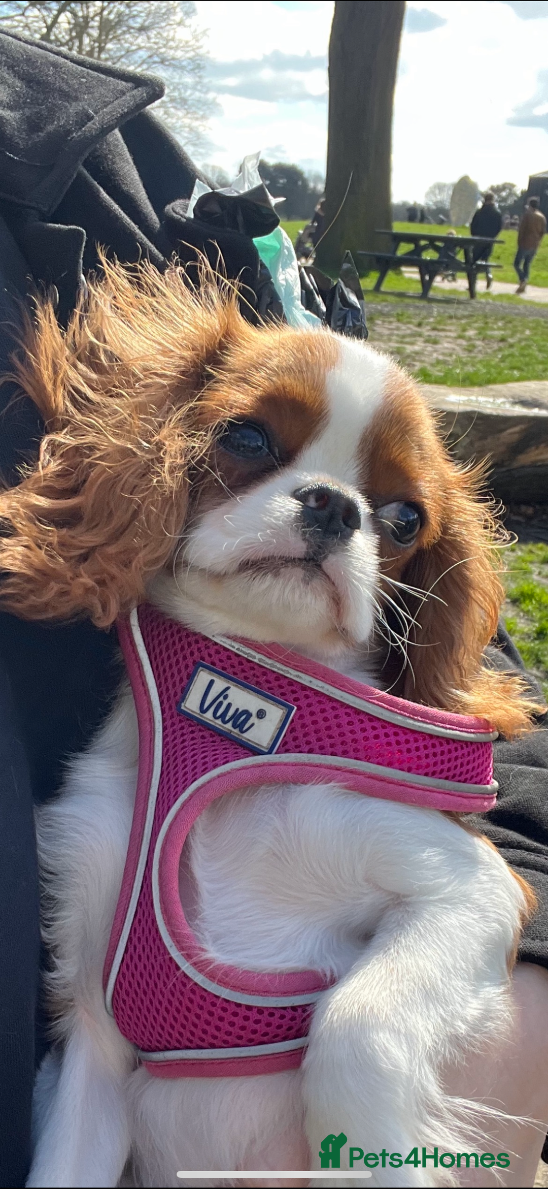 Cavalier King Charles Spaniel dogs for sale: King Charles female  - Advert 1