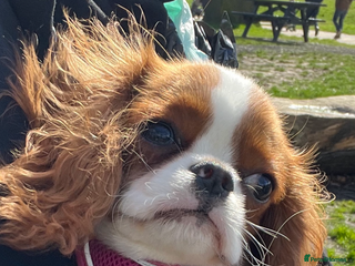Cavalier King Charles Spaniel dogs King Charles female - Advert 5