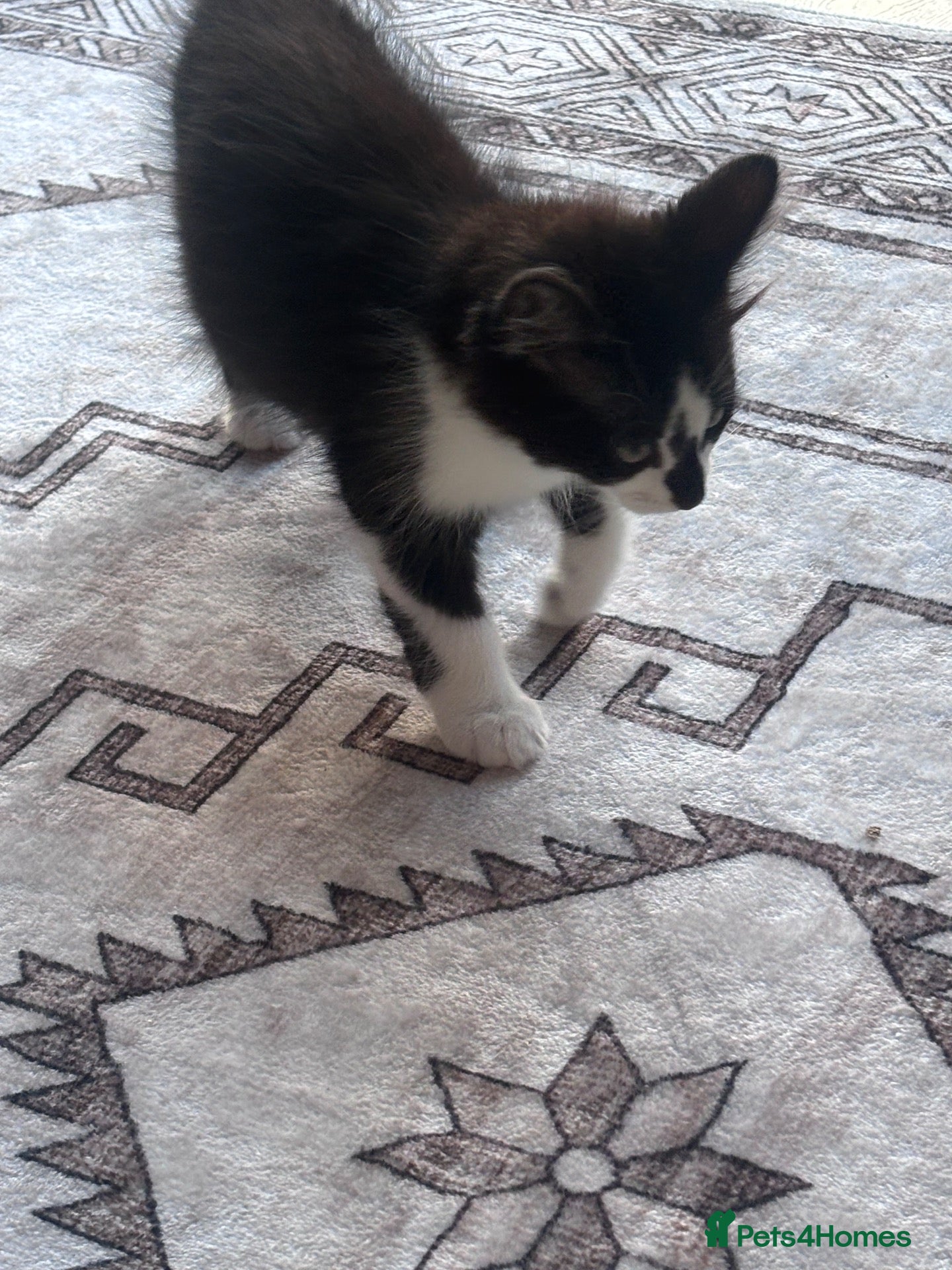 Mixed Breed cats Two kittens looking for there forever home - Advert 13