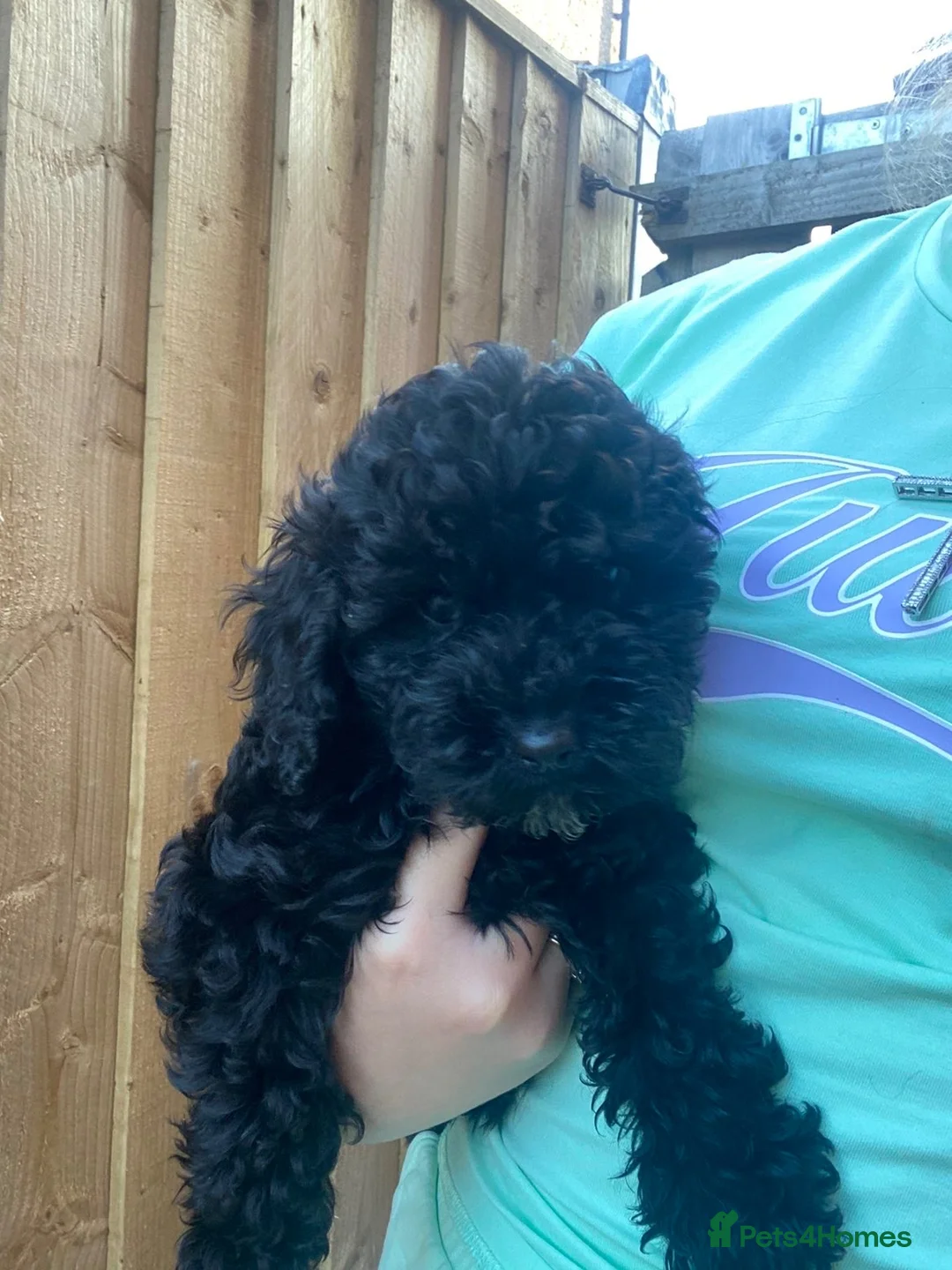 Cockapoo dogs for sale: 7 Beautiful F1 Cockapoo Puppies  - Advert 2