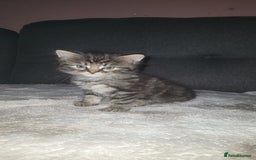 British Longhair cats for sale: One black and grey boy tabby left  - Image 2