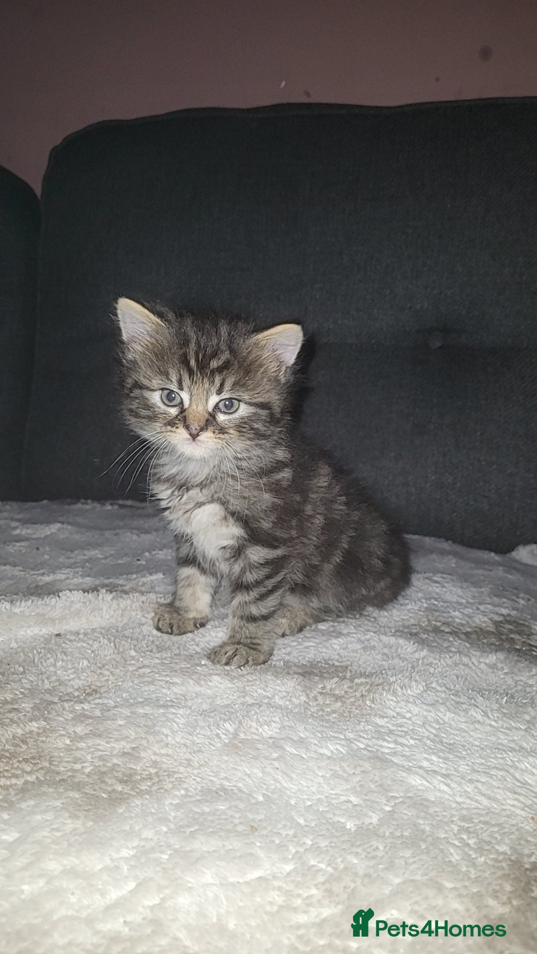British Longhair cats for sale: One black and grey boy tabby left  - Image 2