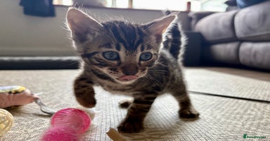 Bengal cats - Advert 13