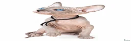Sphynx cats for sale: Exceptional Sphynx Kittens - Advert 1