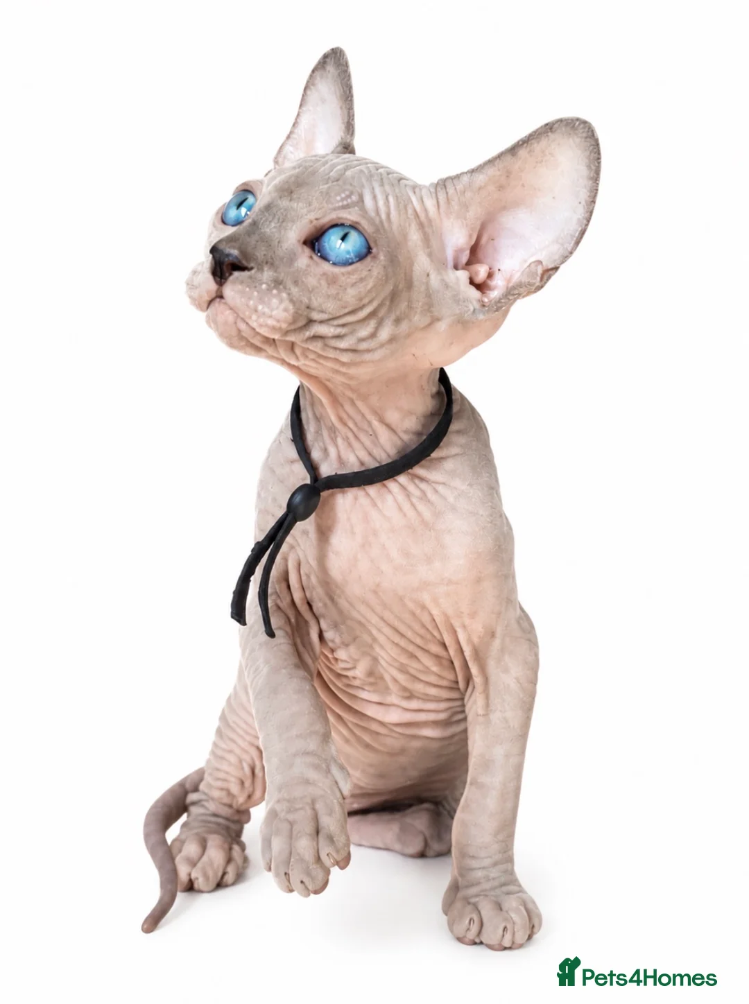 Sphynx cats for sale: Exceptional Sphynx Kittens - Advert 1