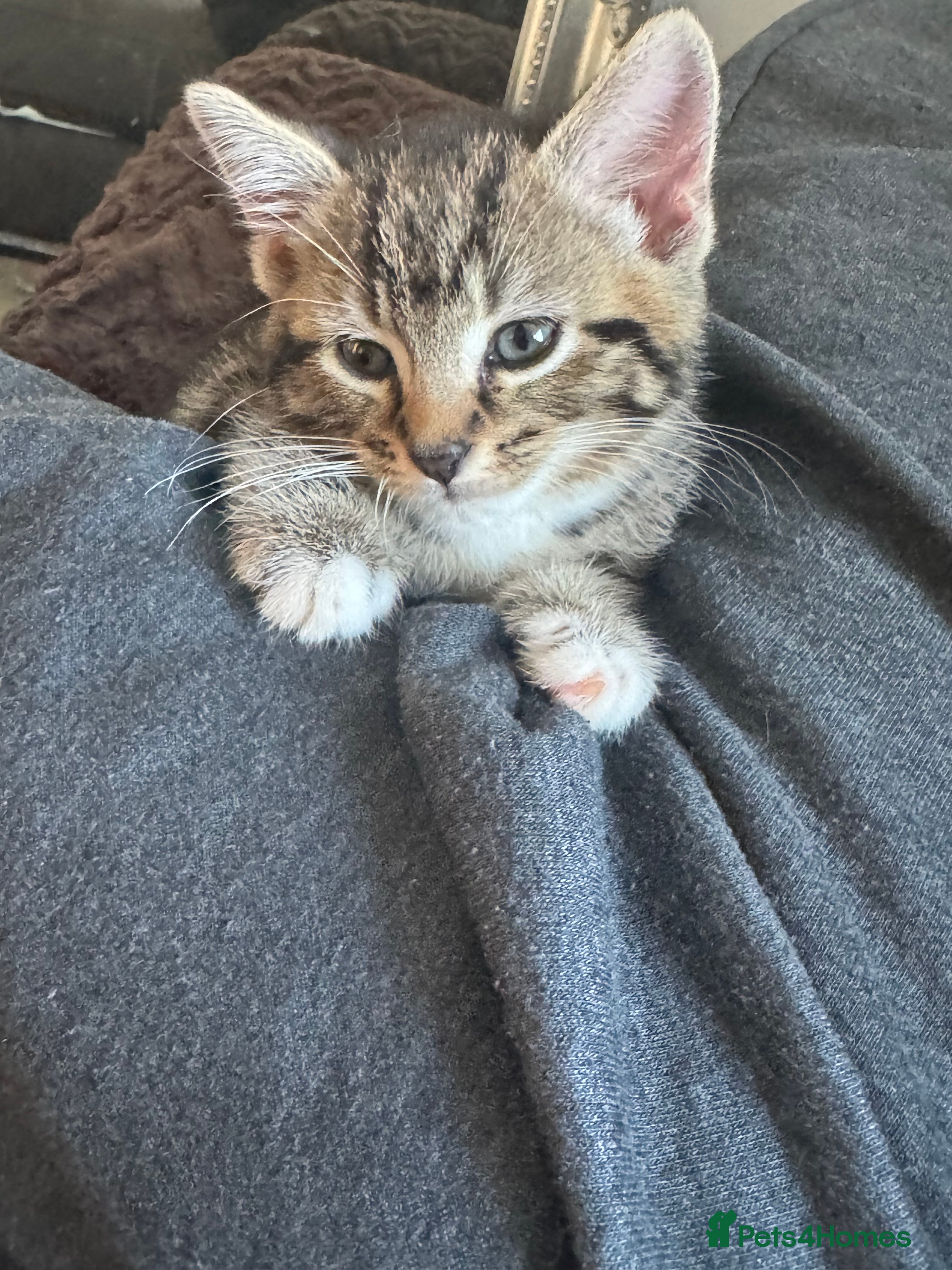 Mixed Breed cats Tabby kitten - Advert 1