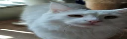 Turkish Angora cats for sale: Angora x Maine Coon mix - Advert 3