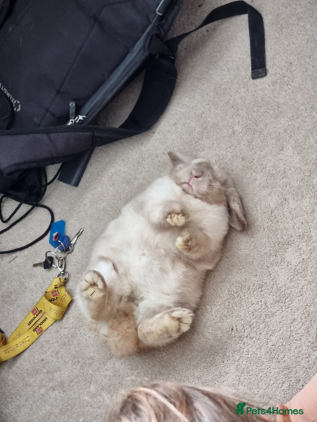 Mini Lop rabbits for sale: Beautiful friendly male mini lop - Advert 13