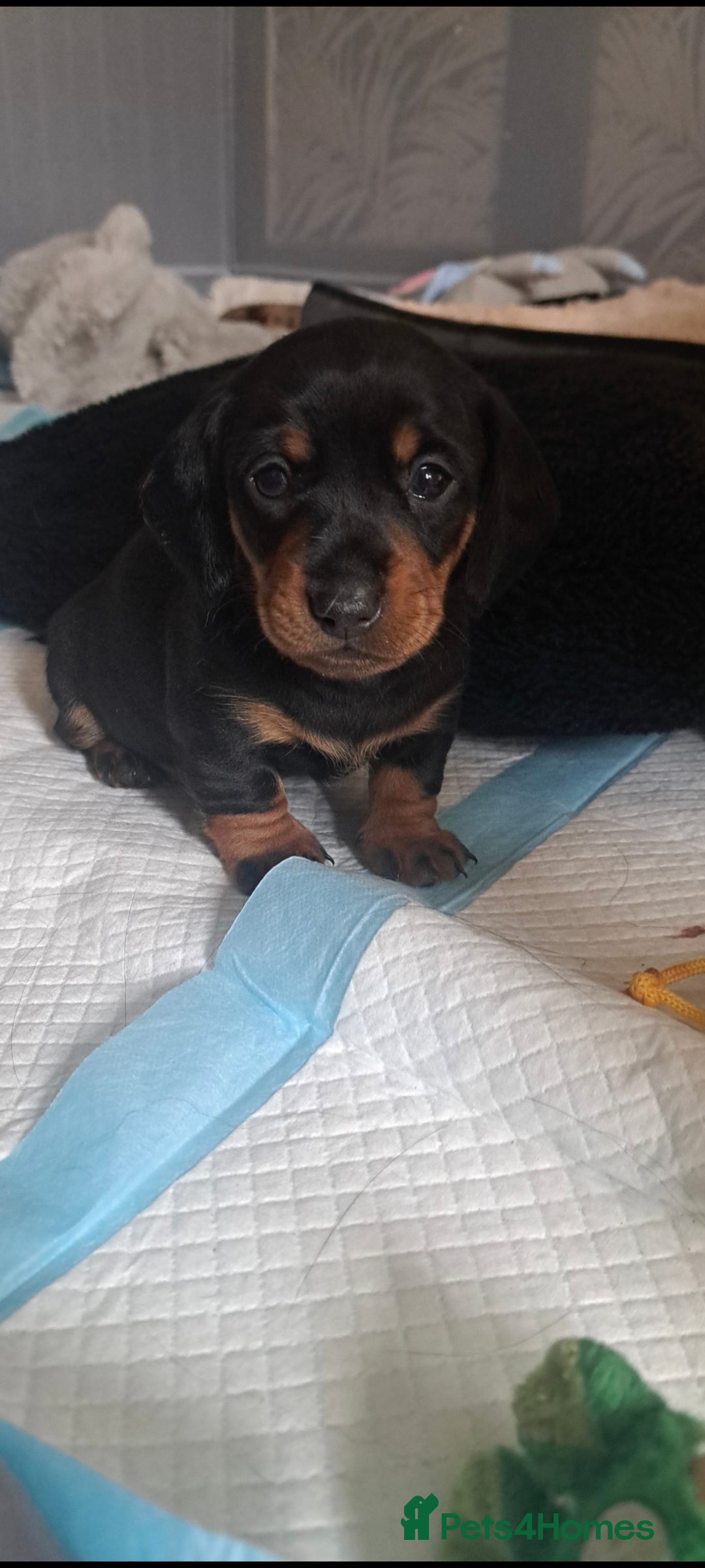Miniature Dachshund dogs for sale: 3 STUNNINGLY ADORABLE MINIATURE DACHSHUND PUPPIES  - Image 3