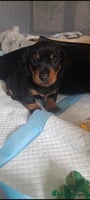 Miniature Dachshund dogs - Advert 4